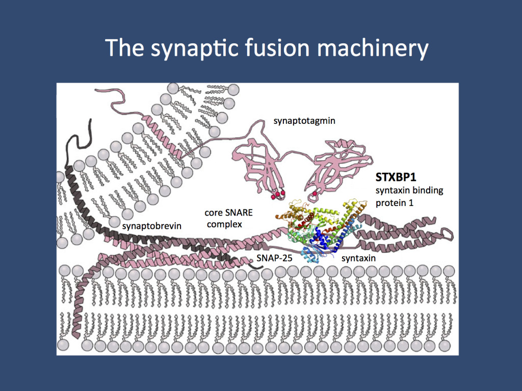 Vesicle fusion. The SNAREpins enable the final act of vesicle fusion that overcomes the repulsion of two lipid bilayers. STXBP1 is one of the proteins interaction with syntaxin, one of three proteins thought to be involved in this process. (Images are from Wikipedia under the GNU Free Documentation License)