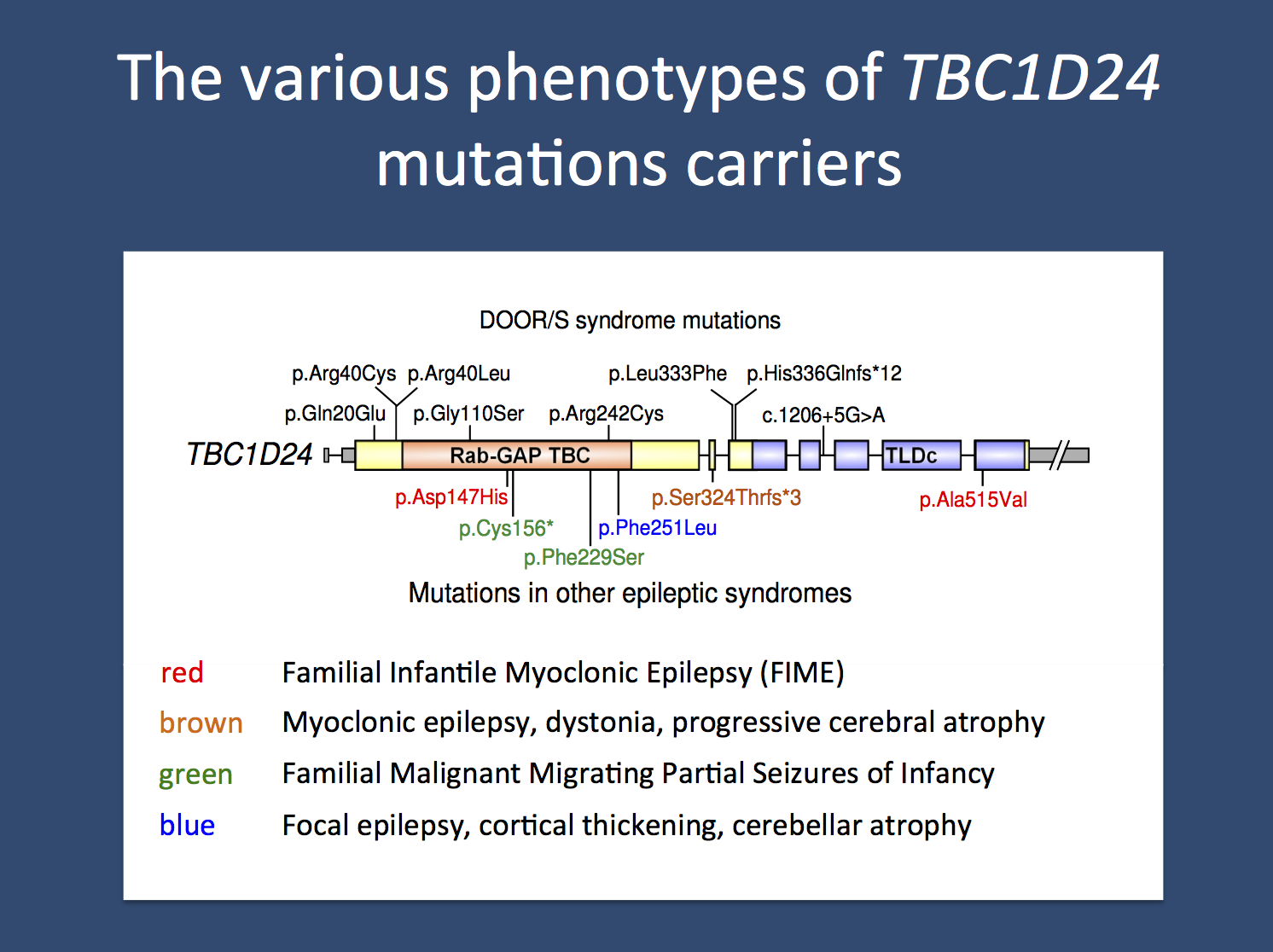 The various recessive and compound heterozygous epilepsy phenotypes due to mutations in TBC1D24. 