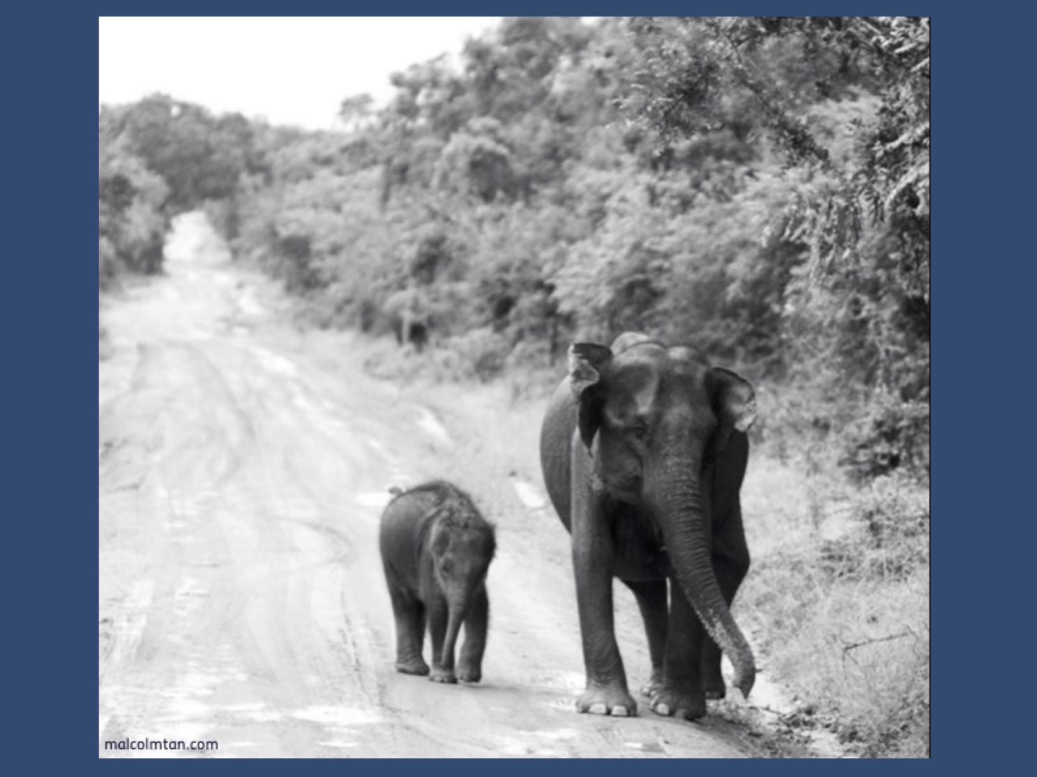 Elephants (apparently) never forget. What if we could improve your learning, so that you would develop an elephantine ability to remember everything about epilepsy genetics?