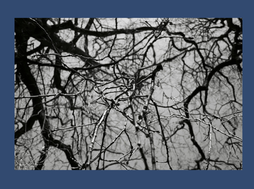 "Wooden neurons" (from https://www.flickr.com/photos/gagilas/6787143138 under a Creative Commons License)