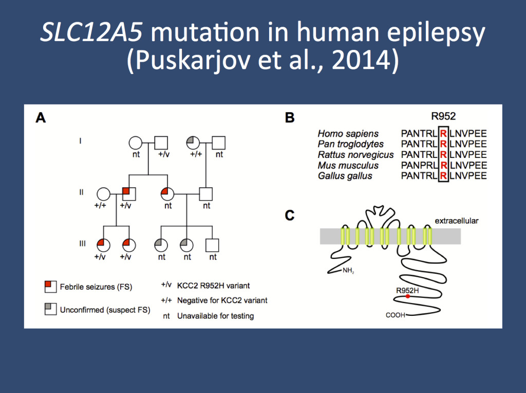 KCC2 encoded by SLC12A5. (A) Rare variant found in a family with febrile seizures in the study by Puskarjov and collaborators. (B) Amino acid sequency showing a high degree of conservation. (C) Membrane topology of KCC2 and the location of the R952H variant. 