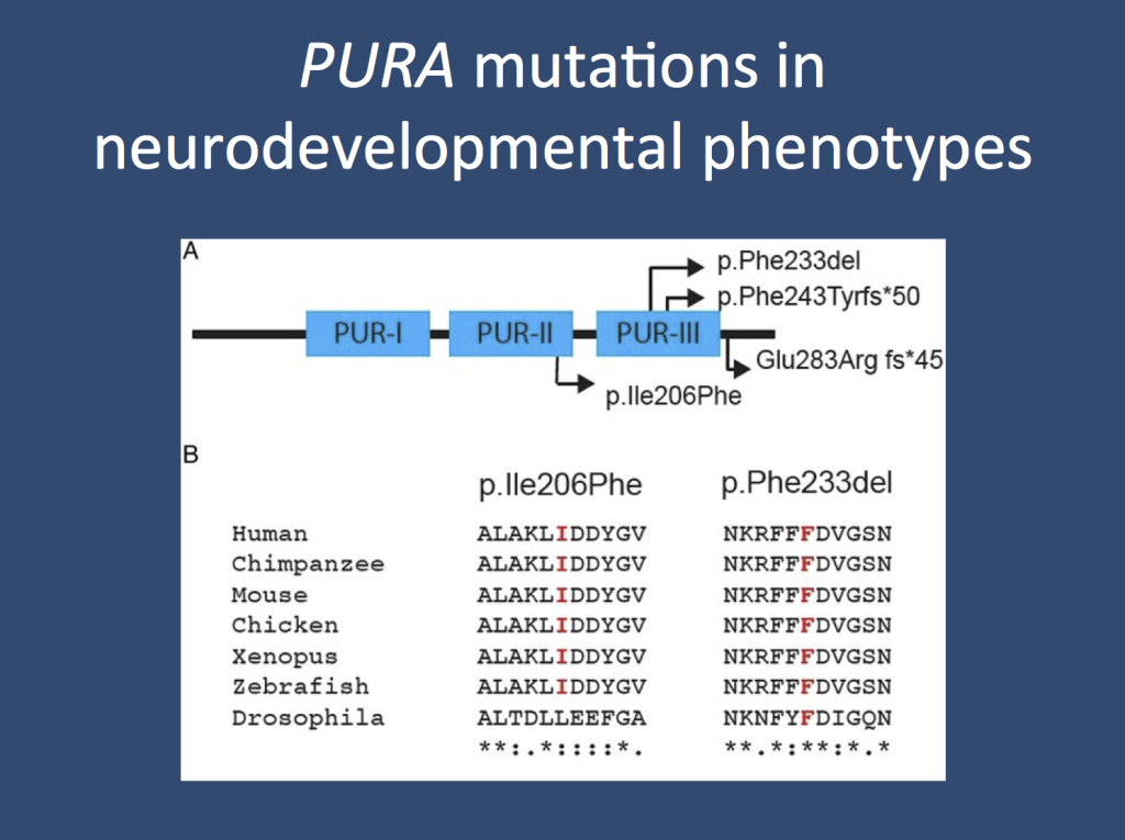 Figures 1a and 1b from the publication by Hunt and collaborators. (a) The mutations in PURA are clustered in the second and third PUR domain, the functional elements of this protein important for DNA binding. PURA binds to single-stranded DNA and is involved in transcriptional regulation. (b) Two of the PURA mutations are highly conserved between species, indicating that they have an important functional role. (modified under a Creative Commons license from http://jmg.bmj.com/content/early/2014/10/23/jmedgenet-2014-102798.long)