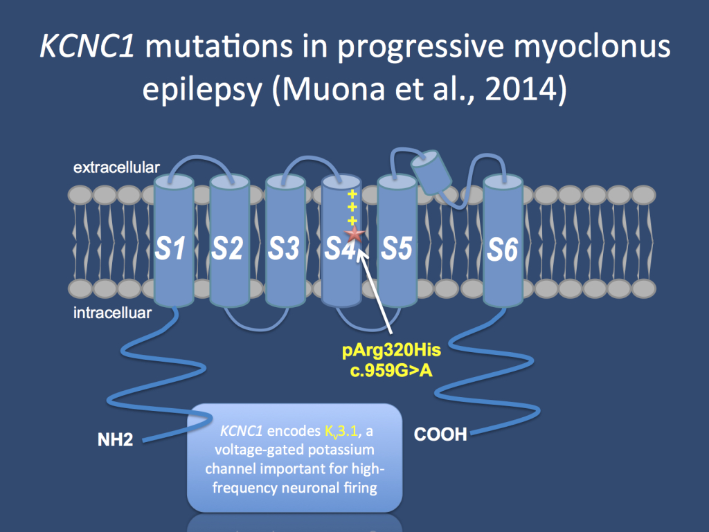 The KCNC1 channel is a brain-expressed voltage gated potassium channel working as a “delayed rectifier”. De novo mutations in KCNC1 are a major cause of progressive myoclonus epilepsies and a single recurrent mutation is found in patients, which acts in a dominant negative fashion.