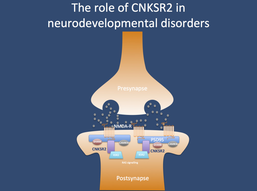 The CNKSR2 protein in the postsynapse.  