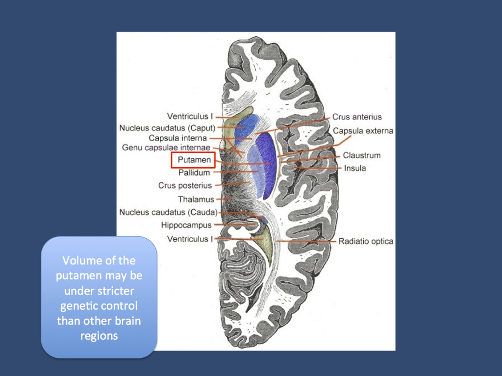 Neuroanatomy of the basal ganglia
