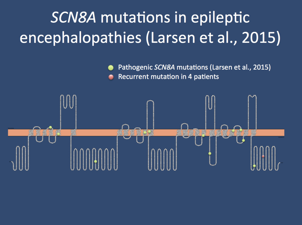 Spectrum of the SCN8A mutations identified by Larsen and collaborators.
