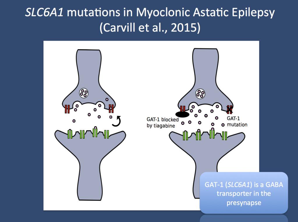 GAT-1 transports GABA back into the presynaptic terminal. When GAT-1 is blocked by tiagabine or if GAT-1 activity is reduced by mutations in the SLC6A1 gene, GAT-1 transport is impaired and GABA accumulates in the synapse. Pink dots - GABA, red - GAT-1, green - GABA receptor. (Image provided by Gemma Carvill and Heather Mefford, Seattle)