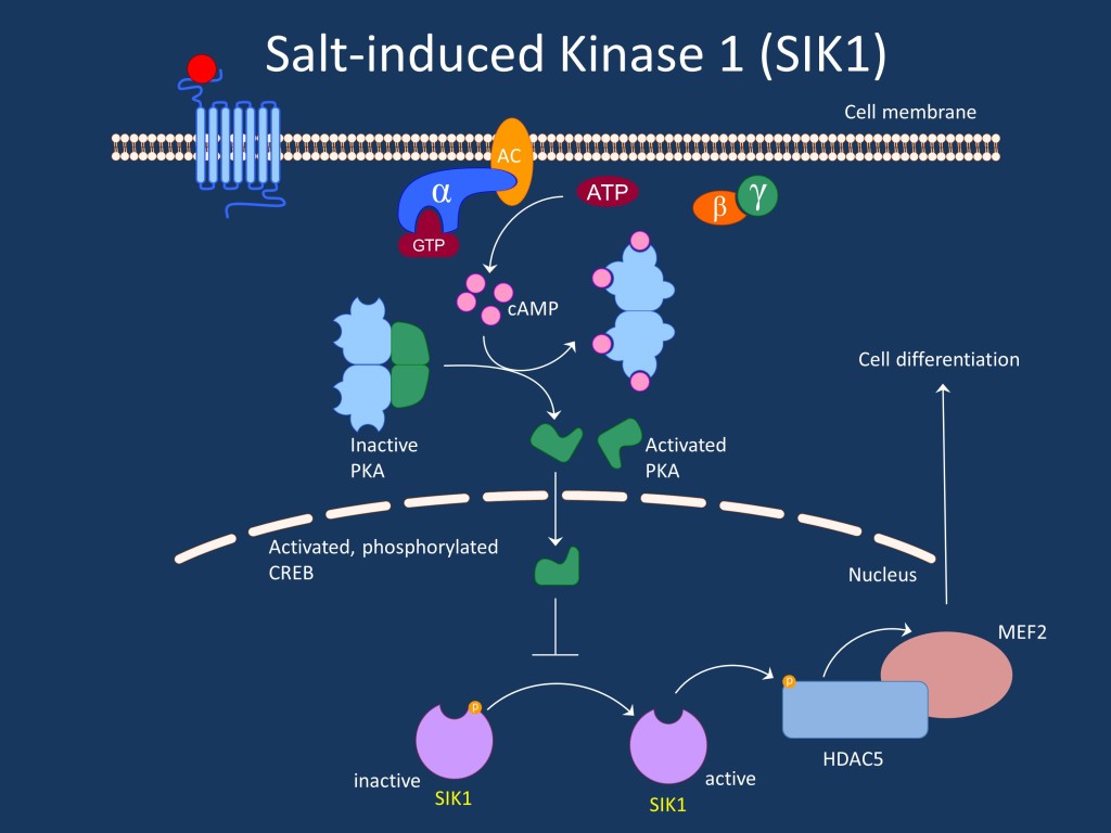 Figure. SIK1 is implicated in relaying signals from the various sources converging on protein kinase A to to transcriptional regulators such as HDACs. The role of SIK1 in the human brain is not well understood, but Hansen and collaborators demonstrate convincingly that truncating de novo mutations in this gene lead to severe epileptic encephalopathies.