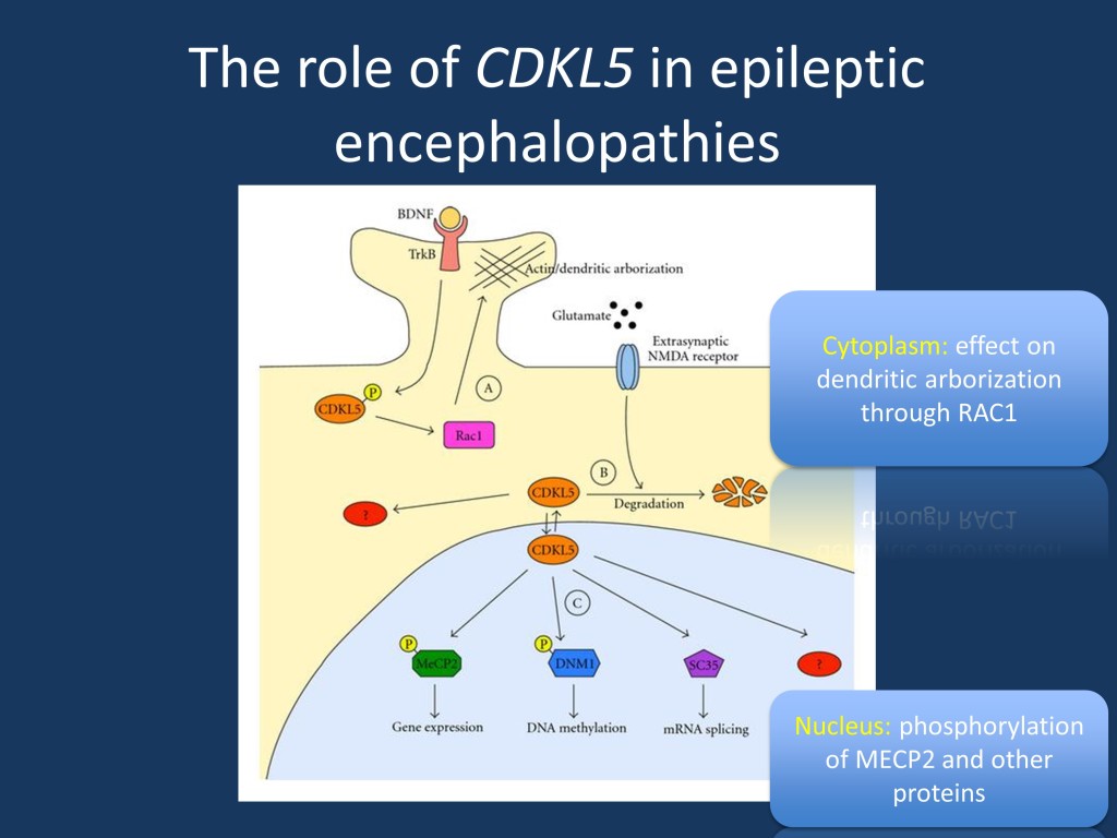 The role of CDKL5 focusing the downstream effects in the cytoplasm and the nucleus. Figure and legend modified from Kilstrup-Nielsen et al. under CC license (link see below). This model depicts the different functions of CDKL5 in the cytoplasmic and nuclear compartments. In the cytoplasm, CDKL5 is involved in the regulation of actin cytoskeleton and dendritic arborization. This function is mediated by interaction with Rac1. In the nucleus, CDKL5 has been proposed capable of interacting with and phosphorylating MeCP2 and DNMT1, influencing gene expression and DNA methylation. (modified from Kilstrup-Nielsen et al. under a Creative Commons license http://www.hindawi.com/journals/np/2012/728267/)