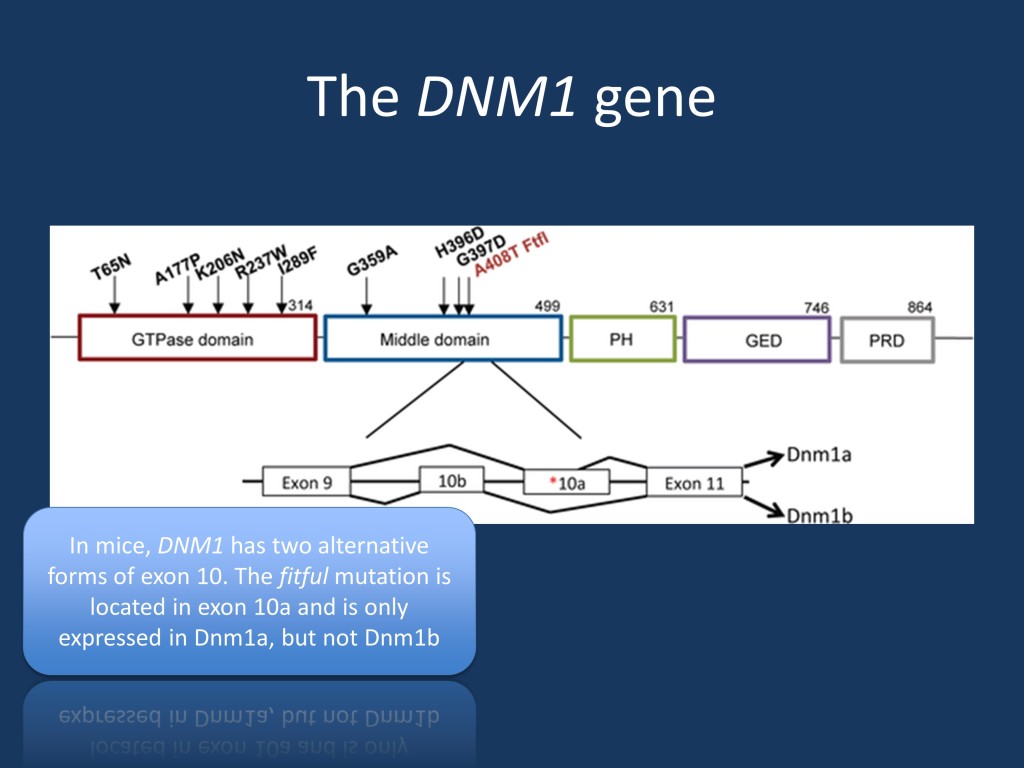  The mouse DNM1 gene. The mouse fitful mutation affects the middle domain of the DNM1 protein. Given that DNM1 has two isoforms in mice, only the homozygous fitful mouse is thought to reliably recapitulate the human phenotype as both isoforms are expressed. These animals have early-onset intractable seizures. [Figure modified from the recent publication by Asinof and collaborators under a Creative Commons license: http://journals.plos.org/plosgenetics/article?id=10.1371/journal.pgen.1005347)