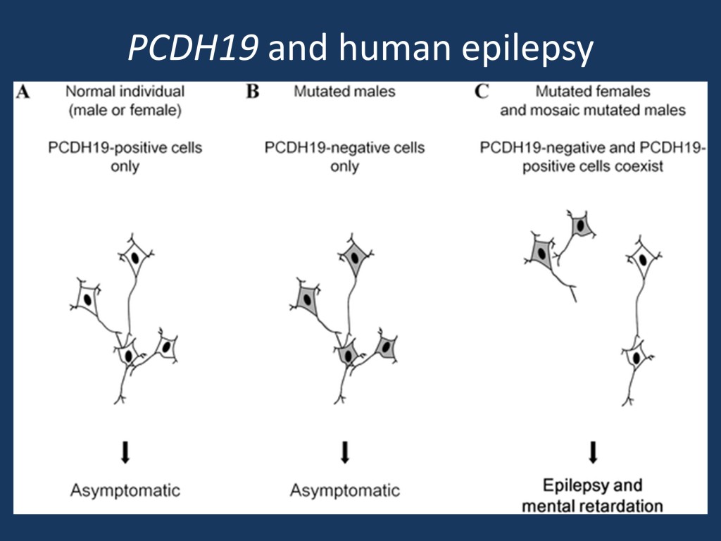 Schematic illustration of the cellular interference mechanism associated with PCDH19 mutations (adapted under a Creative Commons attribution from Depienne et al., 2009 http://127.0.0.1:8081/plosgenetics/article?id=info:doi/10.1371/journal.pgen.1000381)