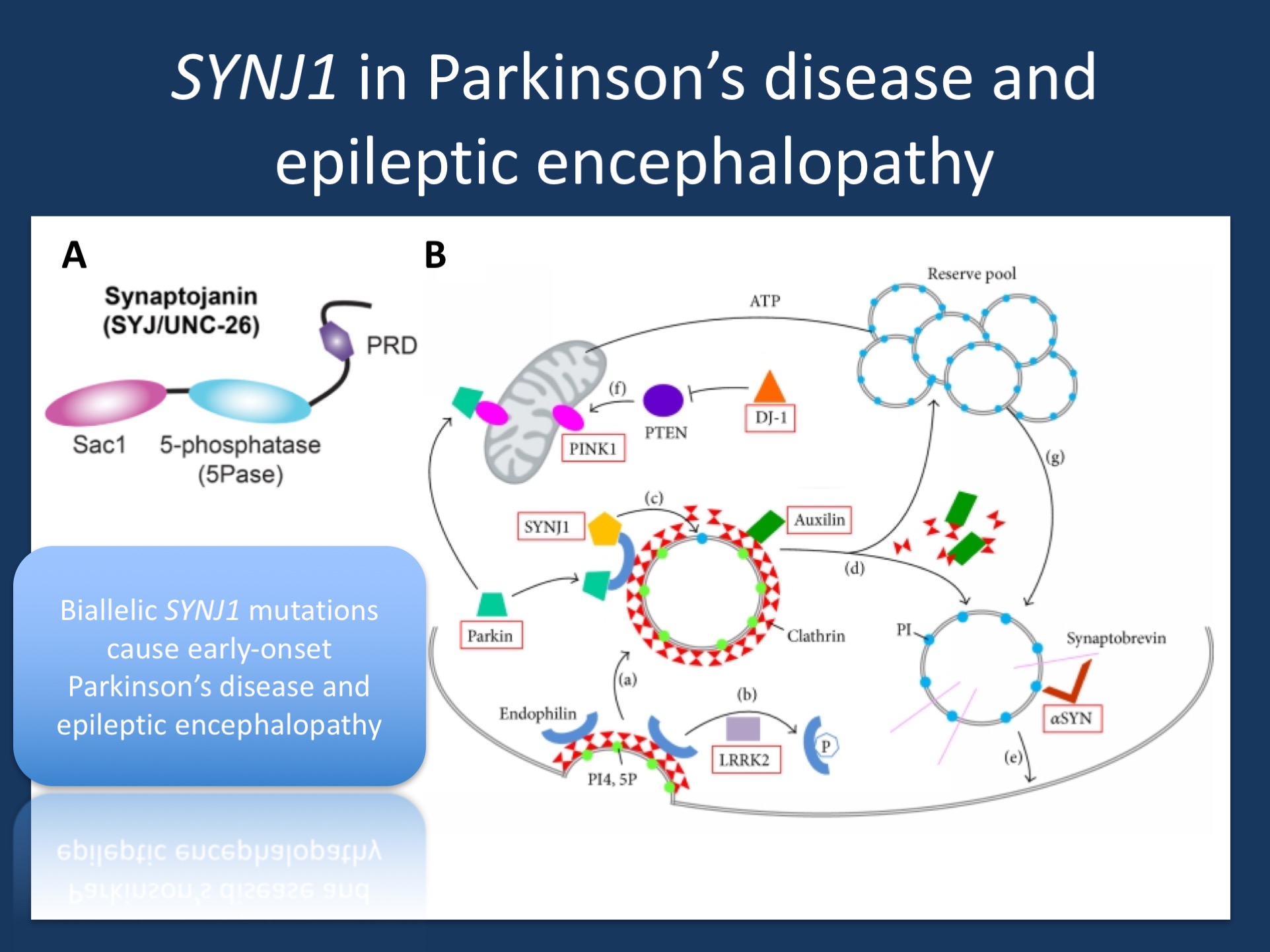 (A) Domain structure of synaptojanin UNC-26. Synaptojanin contains three functional modules: a Sac1 phosphatase domain, a 5-phosphatase domain (5Pase), and a proline-rich domain (PRD). Figure was adapted under a Creative Commons Attribution from Dong and collaborators https://elifesciences.org/content/4/e05660 (B) Synaptic vesicle recycling. (a) During endocytosis, invagination of the clathrin-coated membrane requires endophilin. (b) LRRK2 phosphorylates endophilin, (c) SYNJ1 dephosphorylates PI4,5P into PI, shedding clathrin and its adaptor from the bilayer. (d) Uncoating of the vesicles equires auxilin prior to returning to the reserve pool. (e) Synaptic vesicles are docked and then fused to the membrane by means of a multiprotein complex including synaptobrevin and αSYN. (f) PTEN can increase levels of the PINK1 protein. (g) Proper mitochondrial functioning leads to ATP synthesis, necessary to mobilize the reserve pool of vesicles. PI4,5P: phosphatidylinositol 4,5-bisphosphates; PI: phosphatidylinositol; ATP: adenosine triphosphate; SYNJ1: synaptojanin 1; LRRK2: leucine-rich repeat serine/threonine-protein kinase 2; PTEN: phosphatase and tensin homologue; PINK1: PTEN induced putative kinase 1; DJ-1: Parkinson’s disease protein 7; αSYN: alpha-synuclein. (adapted from Drouet and Lesage under a Creative Commons Attribution http://www.hindawi.com/journals/bmri/2014/289728/).