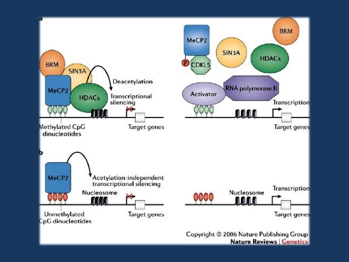 Figure 3 from Bienvenu & Chelly, 2006. a | Transcription is suppressed in promoter regions containing methylated CpGs that are bound by MeCP2 (methyl-CpG-binding protein 2). MeCP2 binds methylated DNA and recruits chromatin-remodeling complexes that contain SIN3A (a transcriptional co-repressor), BRM (a SWI/SNF-related chromatin-remodelling protein) and histone deacetylases (HDACs). When MeCP2 is not bound to methylated DNA (right panel), the complex that usually contains MeCP2, BRM, SIN3A and HDACs is not recruited. This could result from a missense mutation in the methyl-CpG-binding domain or loss of expression of MeCP2, for example, because of an early-truncating mutation (these scenarios are not shown here). In each of these cases, histones remain acetylated and the DNA at the promoter remains in an open conformation, allowing transcription factors to bind DNA and initiate transcription. b | MeCP2 is also a potent chromatin-condensing protein and can repress gene expression independently of DNA methylation, at least in vitro71 (left panel). At promoters where this DNA-methylation-independent function of MeCP2 is involved in regulating expression, a deficiency or absence of MeCP2 leads to a disorganization of chromatin structure (indicated here by increased spacing between nucleosomes), making transcription more likely to occur (right panel). Reprinted by permission from Macmillan Publishers Ltd: Nature Review Genetics (Bienvenu T., Chelly J. 2006. Molecular genetics of Rett syndrome: when DNA methylation goes unrecognized. Nat. Rev. Genet. 7, 415–426. 10.1038/nrg1878), copyright 2006.
